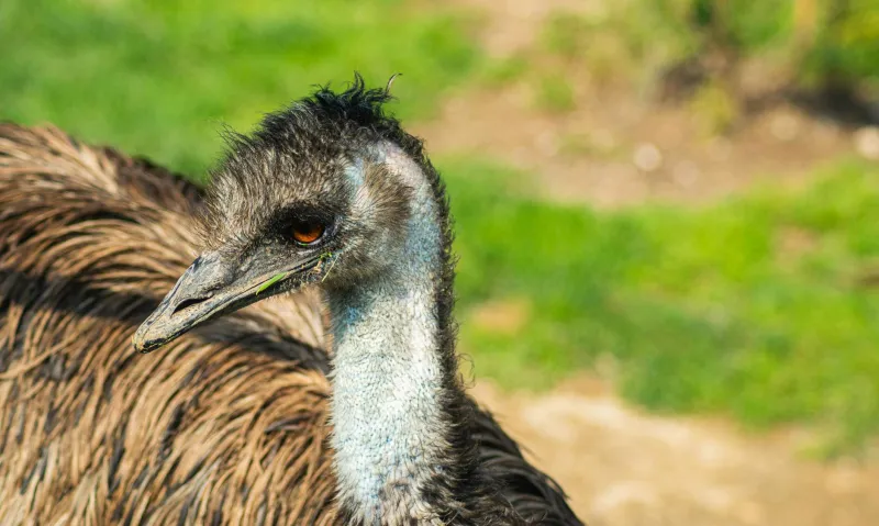 When Australia's Military Declared War on Birds — and the Birds Won