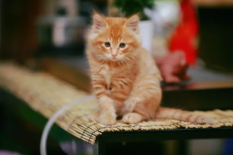 Stubbs for Mayor: How a Polydactyl Cat Accidentally Ran a Small Alaska Town for Two Decades